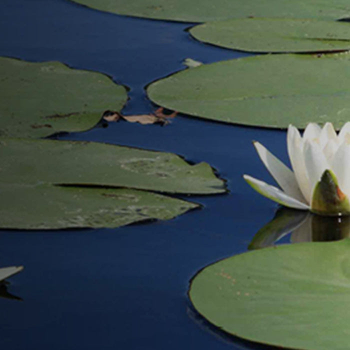 Water lilies floating on blue pond water