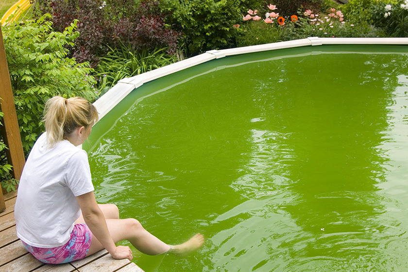 Identifying and Treating Algae in Pools