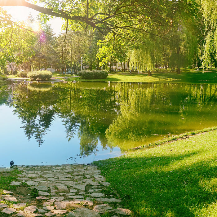 8 Ways to Maintain Your Pond Water Naturally: Why Good Bacteria and Enzymes Matter