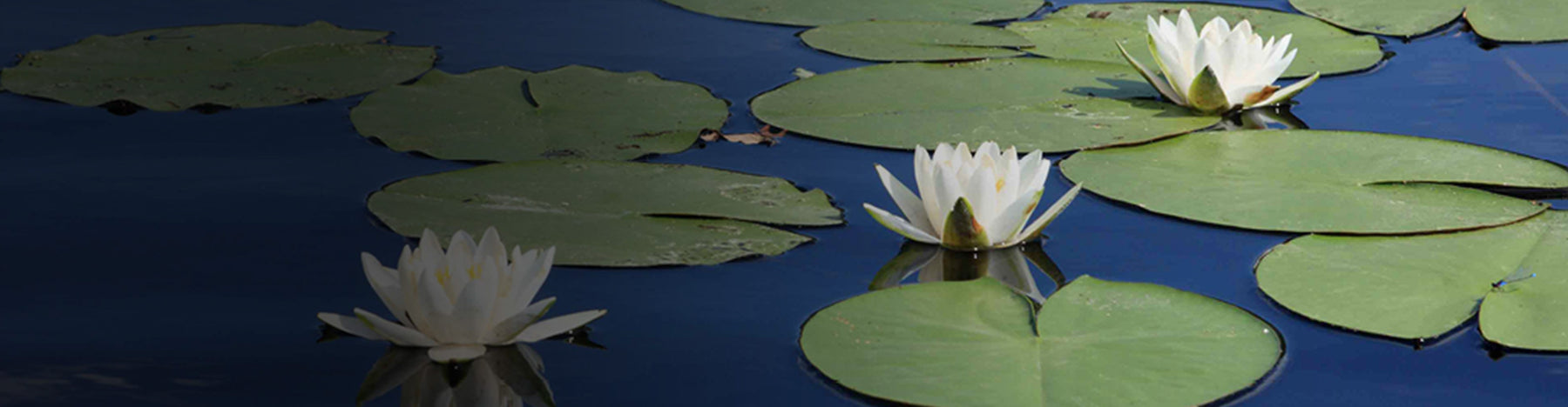 Water lilies floating on blue pond water