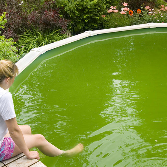 Identifying and Treating Algae in Pools