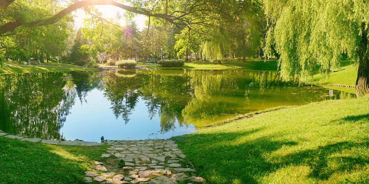 8 Ways to Maintain Your Pond Water Naturally Why Good Bacteria and En