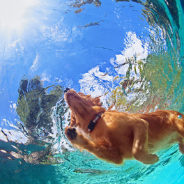underwater view of dog swimming